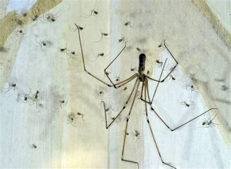 房間很多小蜘蛛